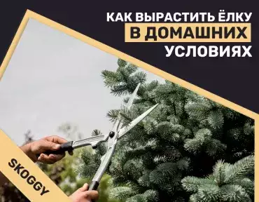 Как вырастить елку в домашних условиях