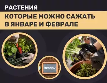 Овощи для выращивания в январе и феврале